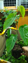 Sweet Passion Fruit seedling