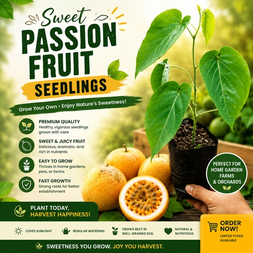 Sweet Passion Fruit seedling