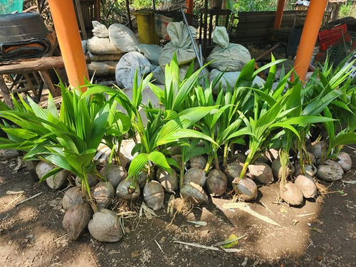 Green Tacunan Dwarf Coconut