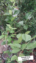 Taiwan Long Mulberry