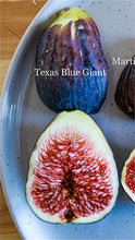 Texas Blue Giant Fig, marcotted