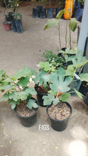 Texas Blue Giant Fig, marcotted