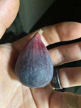 Texas Blue Giant Fig, marcotted