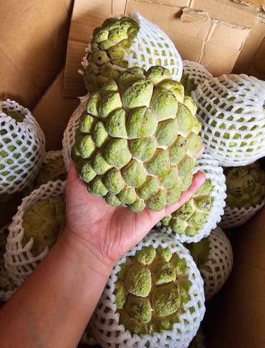 Taiwan Giant Atis, grafted