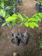 Taiwan Giant Atis, grafted