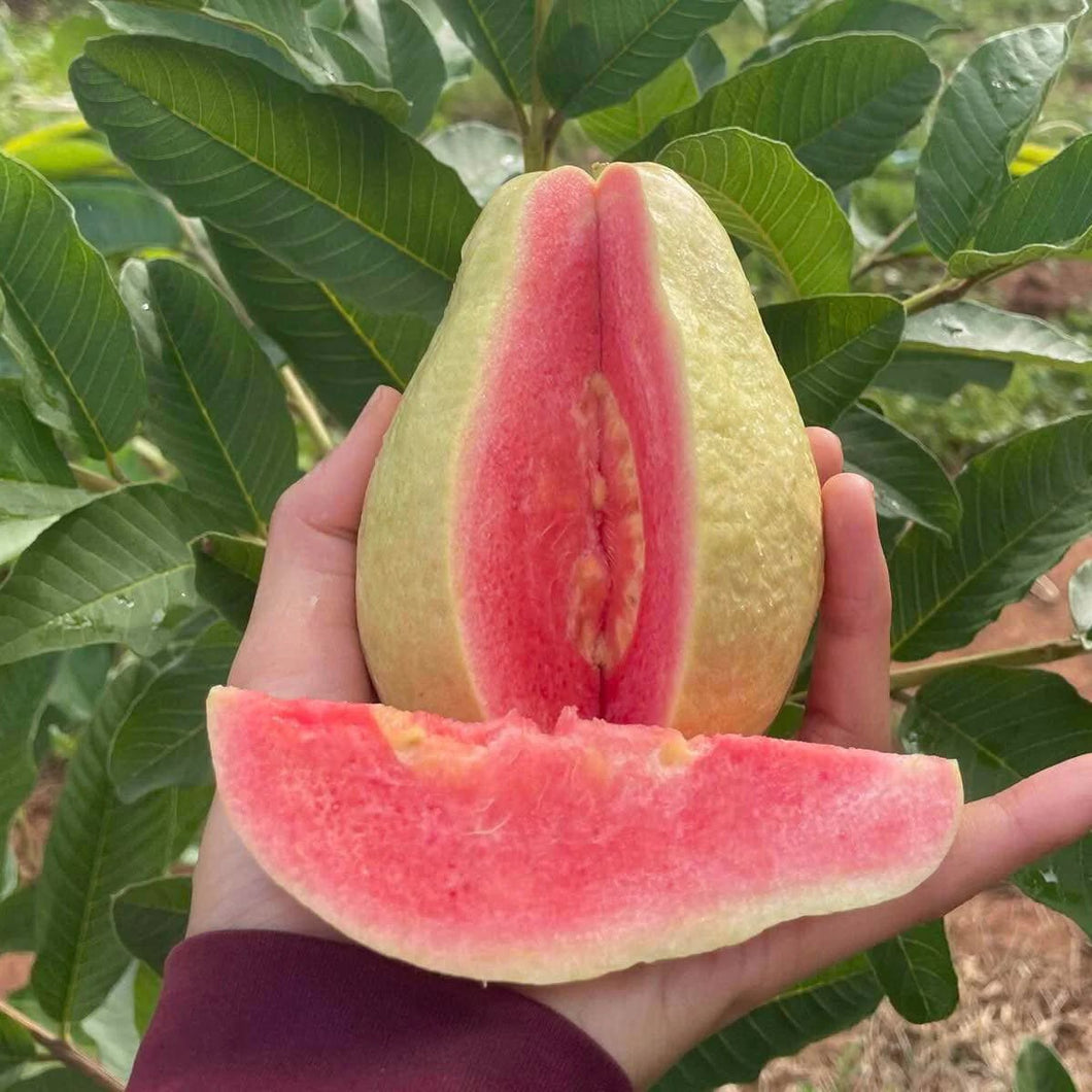 Thai Pear Guava seedling