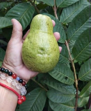 Thai Pear Guava seedling