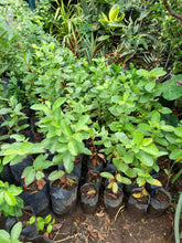 Thai Pear Guava seedling