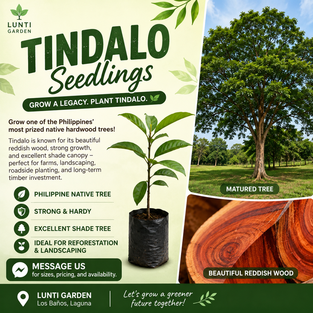 Tindalo seedling