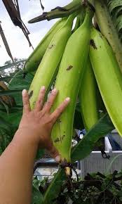 Tindok / Cowhorn Banana seedling