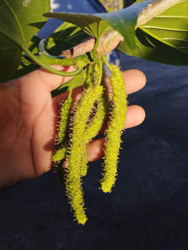 Taiwan Long Mulberry