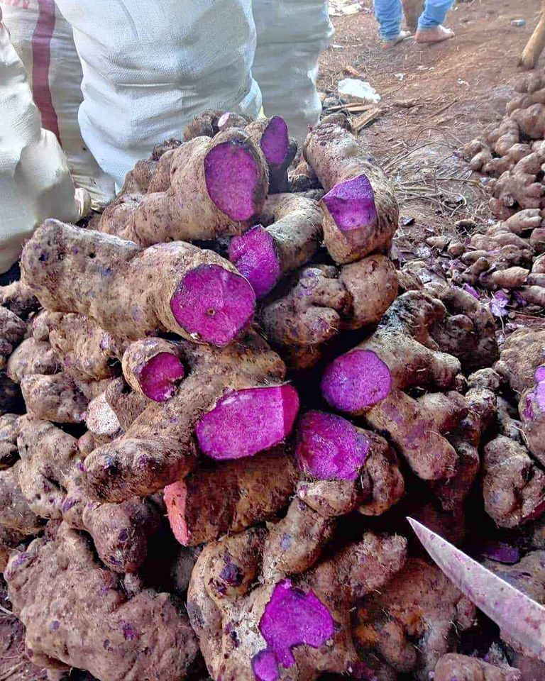 Authentic Ube Purple Yam / Ube – Lunti Plant Nursery