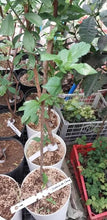 Ukrainian Cherry, grafted