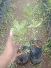 Variegated Orange