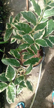Variegated Guava, marcotted