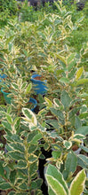 Variegated Guava, marcotted