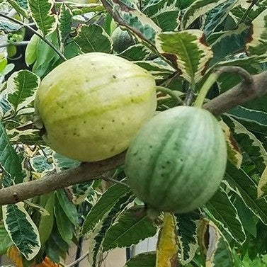 Variegated Guava, marcotted – Lunti Plant Nursery