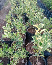 Variegated Orange