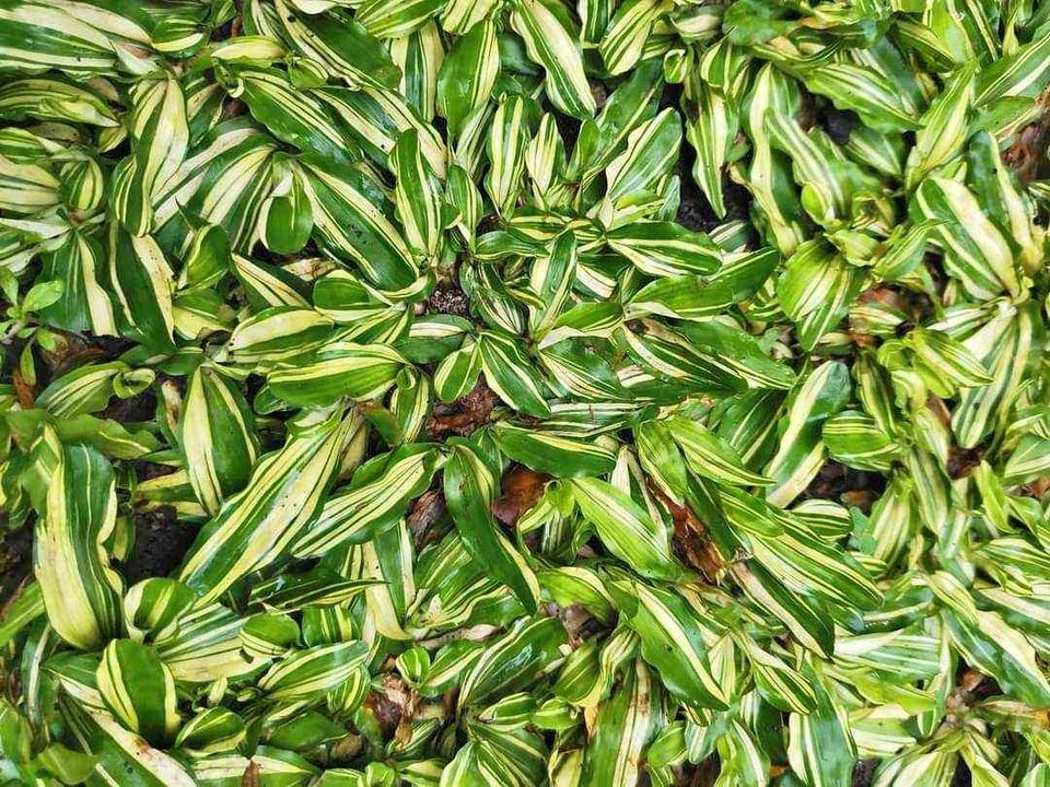 Variegated Frog Grass (per 10sqm) β Lunti Plant Nursery
