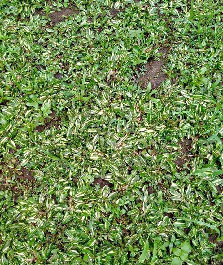 Variegated Frog Grass (per 10sqm) β Lunti Plant Nursery