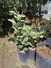 Variegated Lemon
