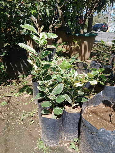 Variegated Lemon (grafted)