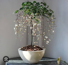 Weeping Jasmine / Indian Beads