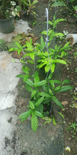 Weeping Jasmine / Indian Beads