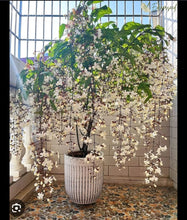 Weeping Jasmine / Indian Beads