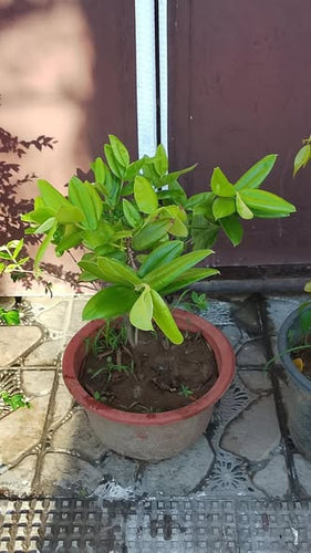 Yellow Jaboticaba / Cabeludinha