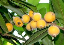 Yellow Jaboticaba / Cabeludinha