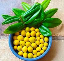 Yellow Jaboticaba / Cabeludinha