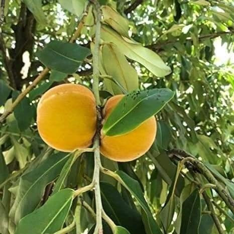 Yellow Mabolo Seedling