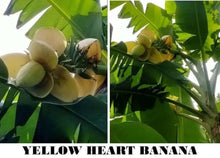 Yellow Heart Banana