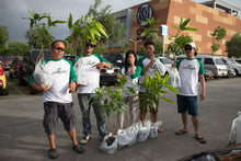 Sweet Giant Mango Seedling (Multiple Rootstock)