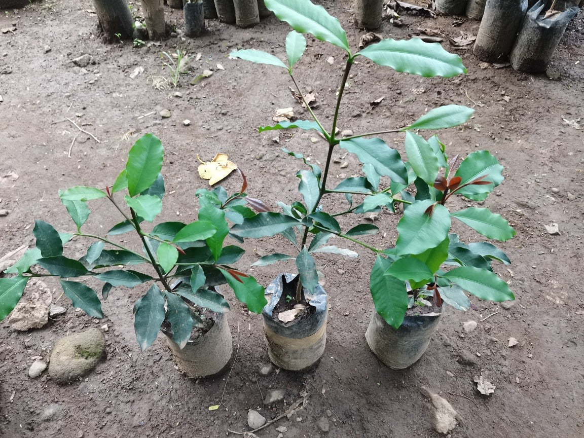 Berba Plants – Lunti Plant Nursery