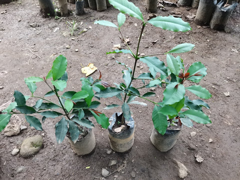 Berba Plants