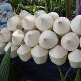 Aromatic Dwarf Coconut