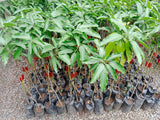 Super Galila Guimaras Mango