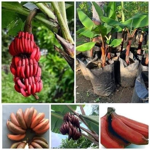 Red Banana (Morado)