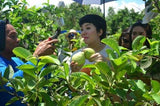 Guapple (Apple Guava)