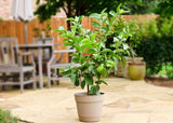 Guava - Hawaiian Pink variety