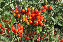 Cherry Tomato Seedling