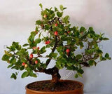 Carissa Carandas / Bengal Currant Tree