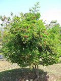 Carissa Carandas / Bengal Currant Tree