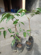 Pili Nuts grafted seedlings