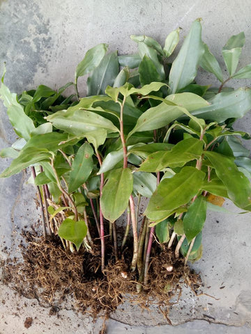 Insulin Plant (10's)