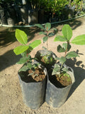 Laurel Bay Leaf Seedling