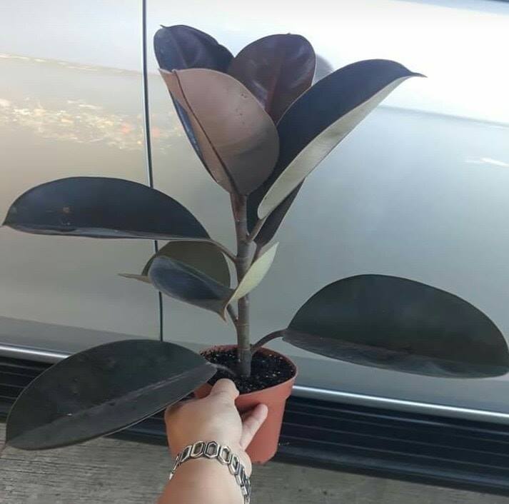 rubber tree seedlings price philippines Rubber Trees (Indoor Plants) – Lunti Plant Nursery