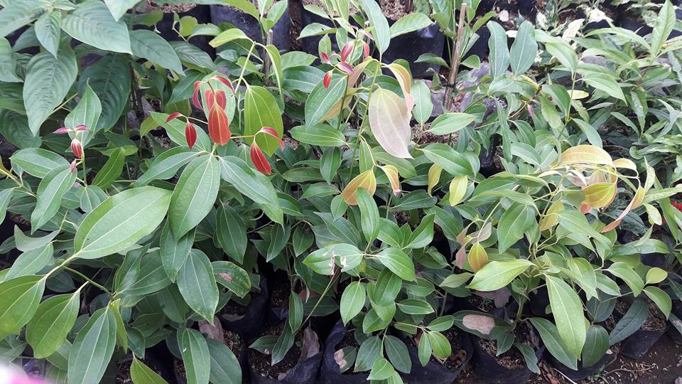 cinnamon plant for sale philippines Cinnamon Seedling